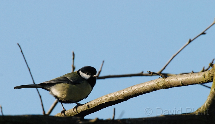 Great tit - D.JPG - Great tit - Cotswolds